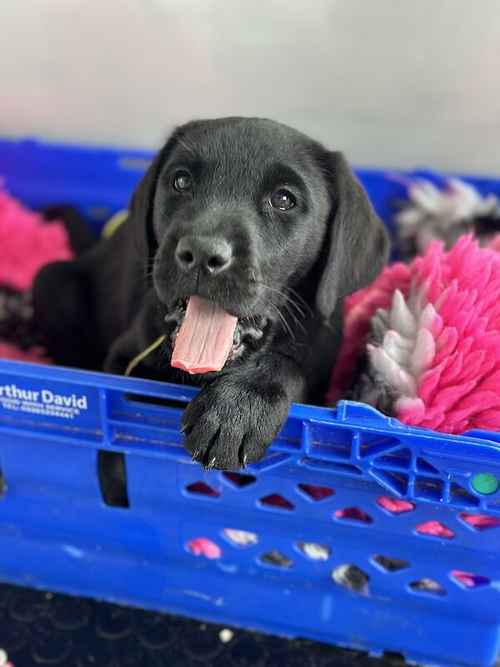 Beautiful Fully health tested black Labrador puppies for sale in Evesham, Worcestershire