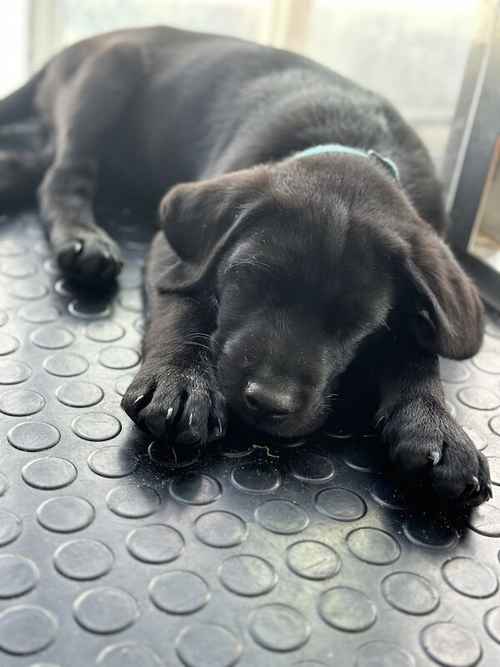 Due to Change in circumstances Last Black Dog puppy from fully health tested parents & raised in family home. for sale in Evesham, Worcestershire