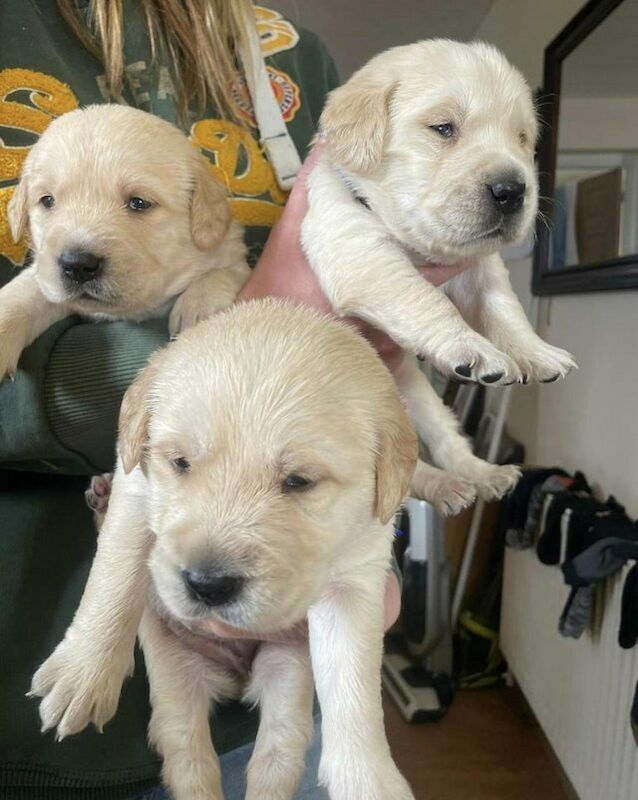Beautiful Goldador Puppies For Sale in Whittlesey, Cambridgeshire