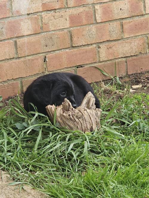 Beautiful goldador puppies for sale in Sleaford, Lincolnshire - Image 1