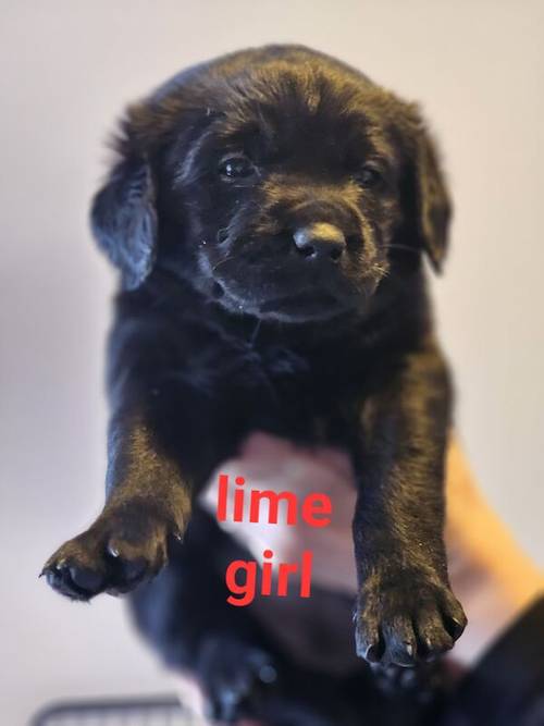 Beautiful goldador puppies for sale in Sleaford, Lincolnshire - Image 3