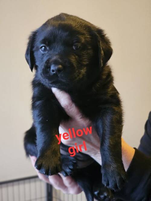 Beautiful goldador puppies for sale in Sleaford, Lincolnshire - Image 5