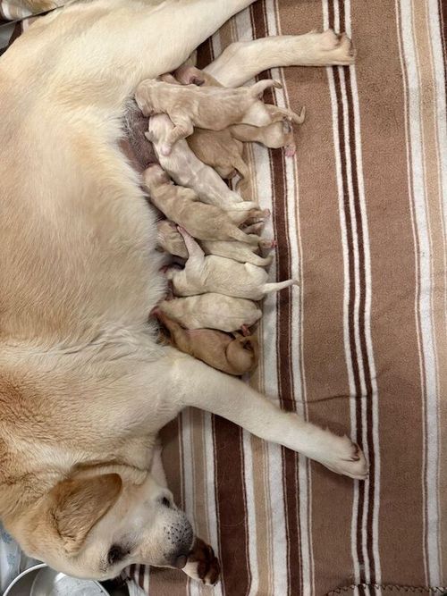 Beautiful Goldador Pups For Sale in Kilmarnock, Ayrshire and Arran