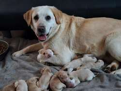 Beautiful Goldador Pups For Sale in Kilmarnock, Ayrshire and Arran | Image 2