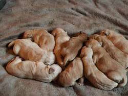 Beautiful Goldador Pups For Sale in Kilmarnock, Ayrshire and Arran | Image 3