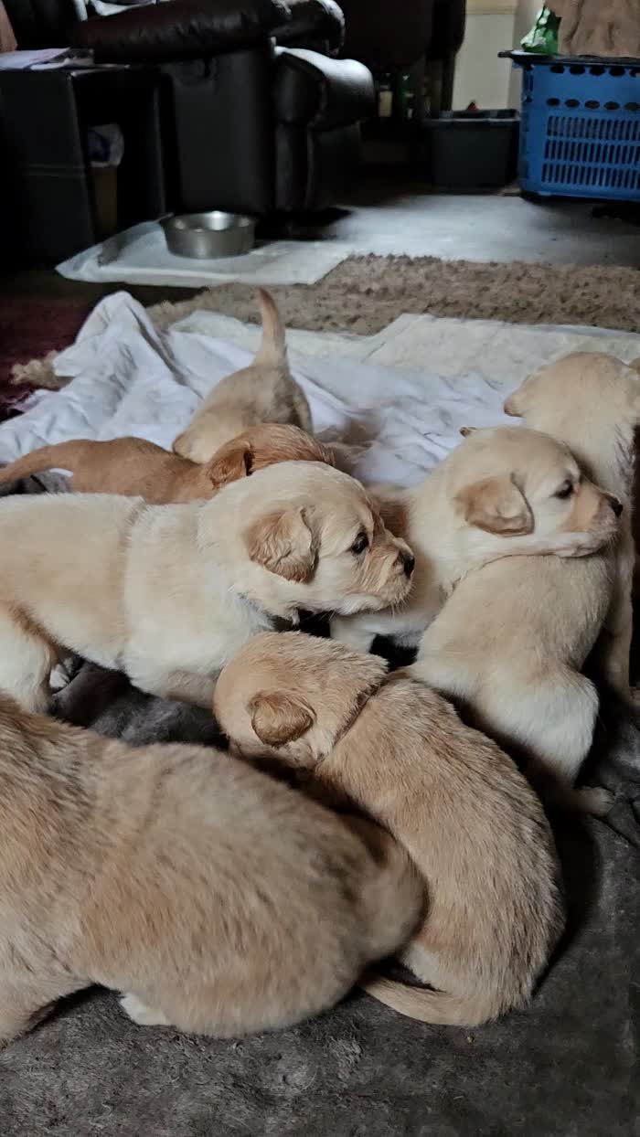 Labrador Retriever puppies for sale in Kilmarnock, Ayrshire and Arran – 6 weeks old