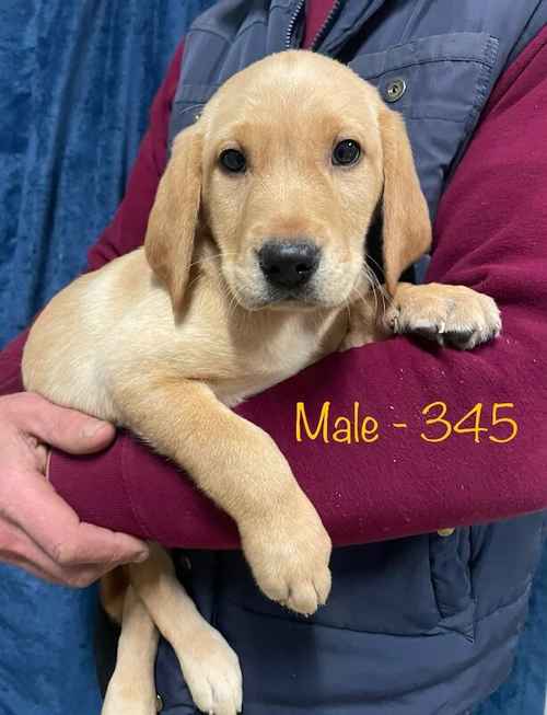 Beautiful Golden & Black Labrador Pups for sale in Ruthin/Rhuthun, Denbighshire