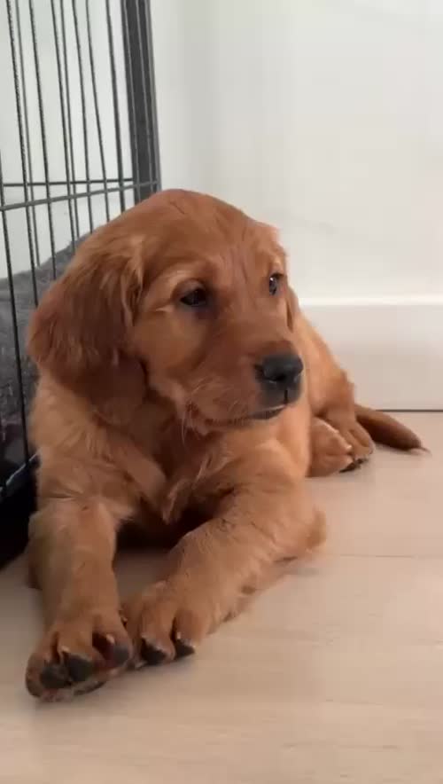 Beautiful golden kc reg female for sale in Hassocks, West Sussex