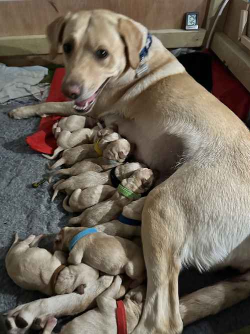 Beautiful yellow KC registered Labrador puppies for sale in Bishops Frome, Herefordshire