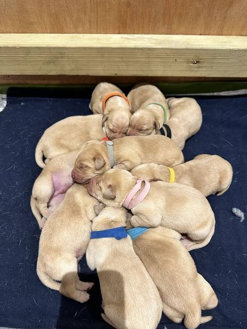 Beautiful yellow KC registered Labrador puppies for sale in Bishops Frome, Herefordshire - Image 2