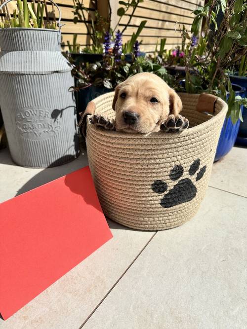 Beautiful yellow KC registered Labrador puppies for sale in Bishops Frome, Herefordshire - Image 5