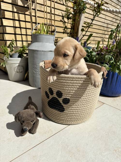 Beautiful yellow KC registered Labrador puppies for sale in Bishops Frome, Herefordshire - Image 6