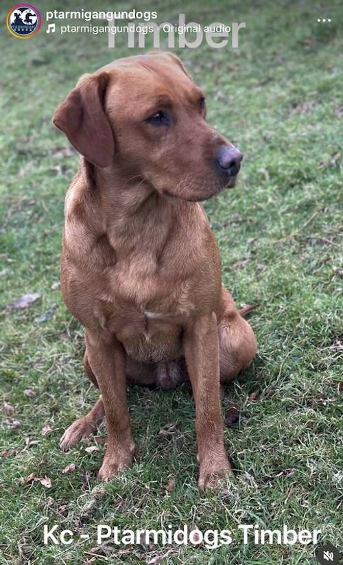 Beautiful yellow KC registered Labrador puppies for sale in Bishops Frome, Herefordshire - Image 14