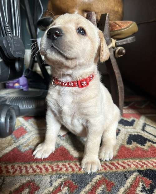 One beautiful high pedigree lab girl ready for her new home for sale in Bishop's Waltham, Hampshire