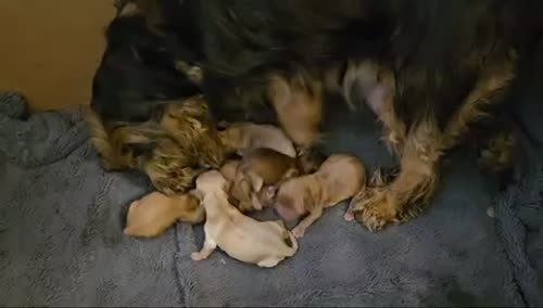 Beautiful health tested cockapoo puppies for sale in Staffordshire