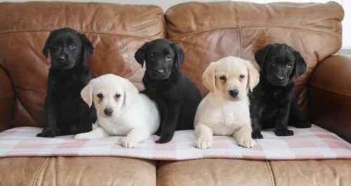 Beautiful Health Tested Labrador Puppies for sale in Swansea/Abertawe, Swansea