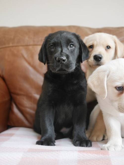 Beautiful Health Tested Labrador Puppies for sale in Swansea/Abertawe, Swansea - Image 2