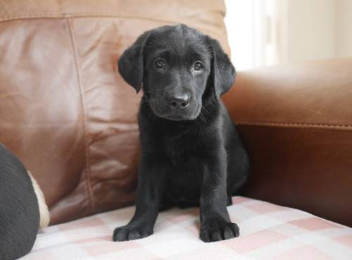 Beautiful Health Tested Labrador Puppies for sale in Swansea/Abertawe, Swansea - Image 8
