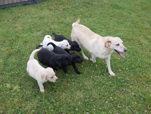 Beautiful Health Tested Labrador Puppies for sale in Swansea/Abertawe, Swansea - Image 10