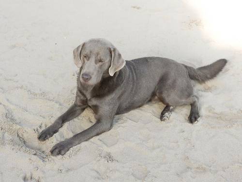 Beautiful Health Tested Labrador Puppies for sale in Swansea/Abertawe, Swansea - Image 11