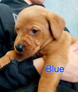 Beautiful health tested red labrador puppies for sale in Grimsargh, Lancashire | Image 2