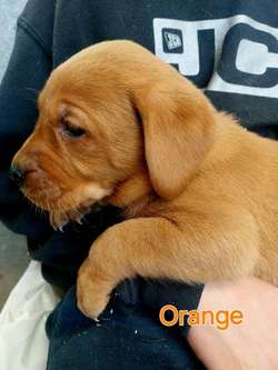 Beautiful health tested red labrador puppies for sale in Grimsargh, Lancashire | Image 3
