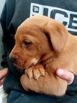 Beautiful health tested red labrador puppies for sale in Grimsargh, Lancashire | Image 4