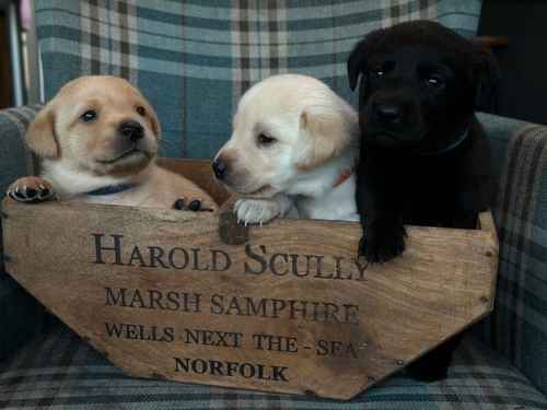 Beautiful healthy Labrador puppies ready nov for sale in Hampshire 