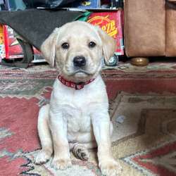 Champdog lineage healthy pedigree Labrador puppies ready nov for sale in Hampshire | Image 2