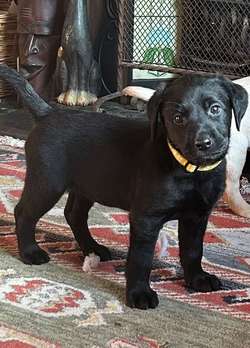 Champdog lineage healthy pedigree Labrador puppies ready nov for sale in Hampshire | Image 3