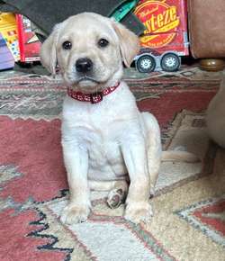 Champdog lineage healthy pedigree Labrador puppies ready nov for sale in Hampshire | Image 4