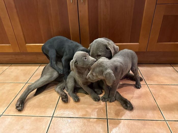Labrador Retriever puppies for sale in Tamworth, Staffordshire – 9 weeks old