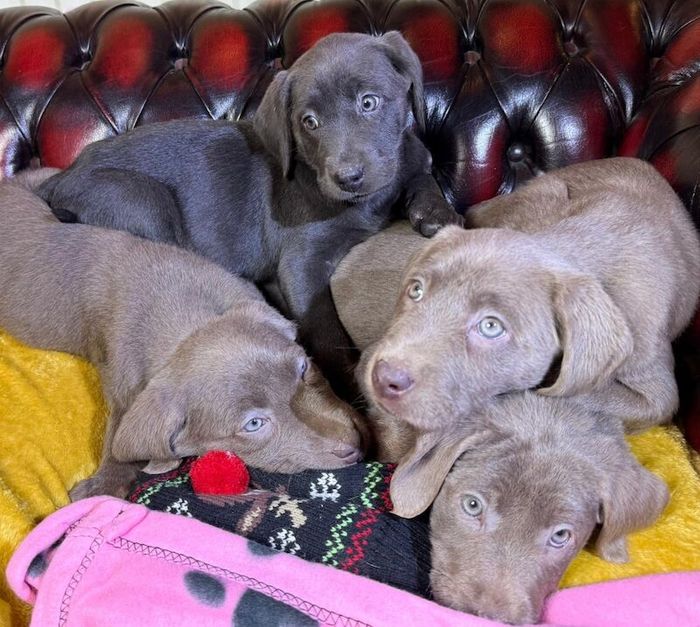 Labrador Retriever puppies for sale in Tamworth, Staffordshire – 9 weeks old