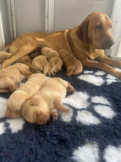Beautiful home bred yellow Labradors for sale in Evesham, Worcestershire