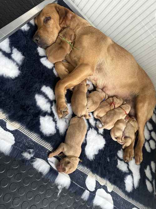 Beautiful home bred yellow Labradors for sale in Evesham, Worcestershire