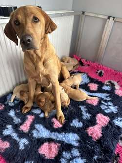 Beautiful home bred yellow Labradors for sale in Evesham, Worcestershire | Image 2