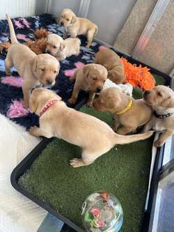 Beautiful home bred yellow Labradors for sale in Evesham, Worcestershire | Image 3