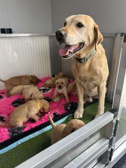 Beautiful home bred yellow Labradors for sale in Evesham, Worcestershire | Image 4