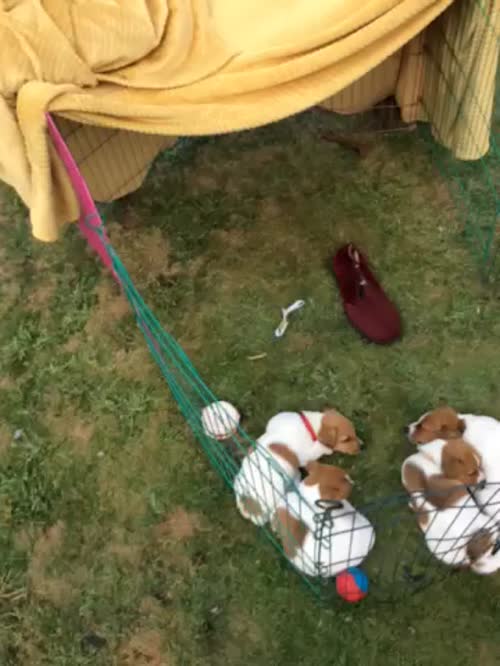 BEAUTIFUL JACK RUSSELL SHORT HAIRED PUPPIES FOR SALE (Ready after 25th August 2024) for sale in Reigate, Surrey