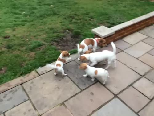 BEAUTIFUL JACK RUSSELL SHORT HAIRED PUPPIES FOR SALE (Ready after 25th August 2024) for sale in Reigate, Surrey