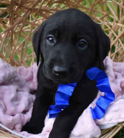 *Beautiful kc, DNA clear labrador pups* for sale in East Riding of Yorkshire