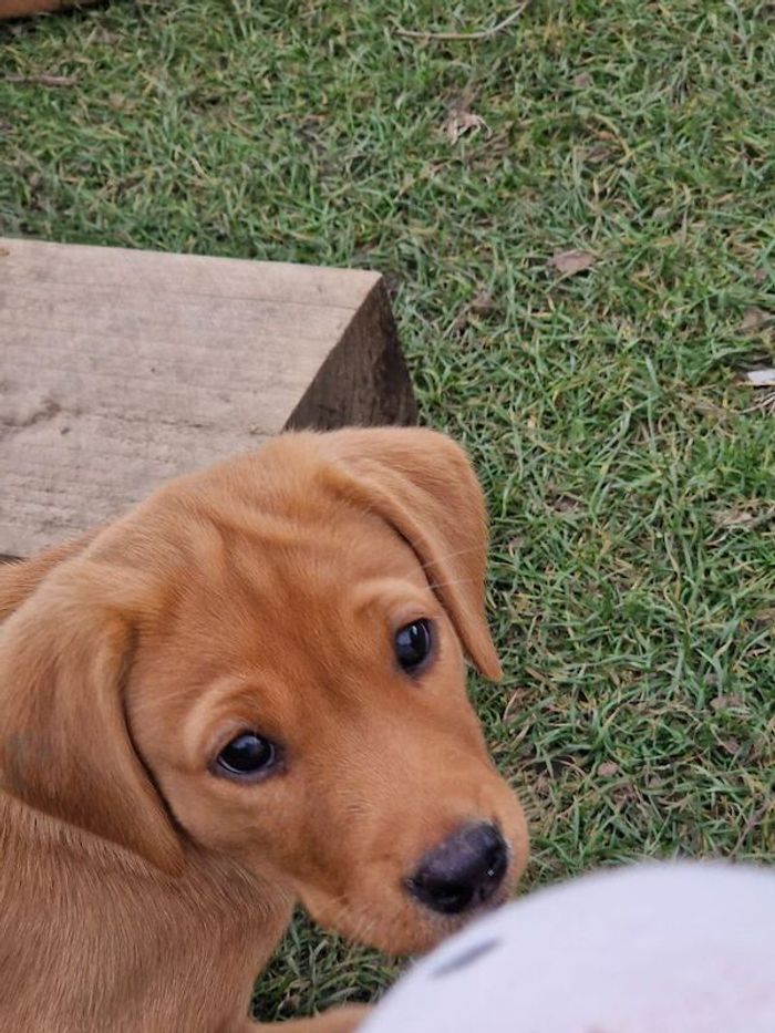 Labrador Retriever puppies for sale in Halifax, West Yorkshire – KC registered, 8 weeks old - Image 3 of 15