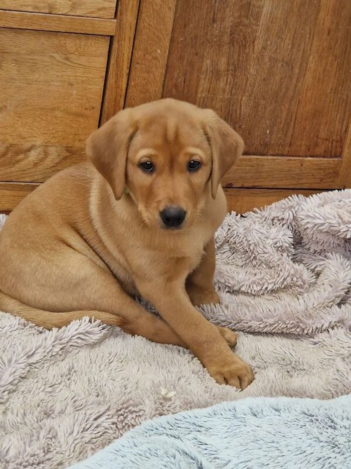 Labrador Retriever puppies for sale in Halifax, West Yorkshire – KC registered, 8 weeks old - Image 4 of 15