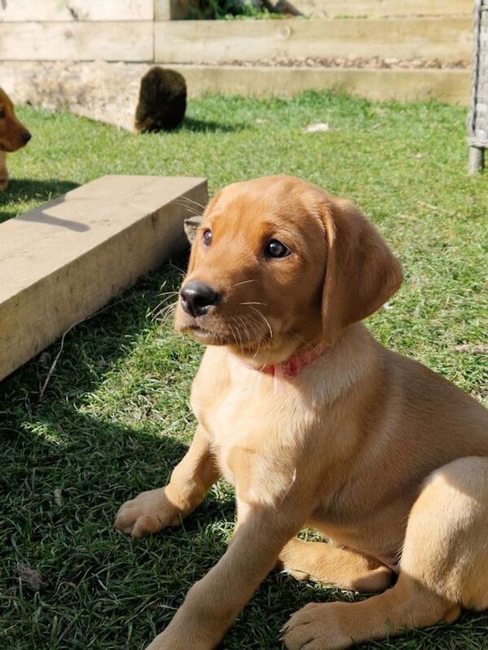 Labrador Retriever puppies for sale in Halifax, West Yorkshire – KC registered, 8 weeks old - Image 5 of 15