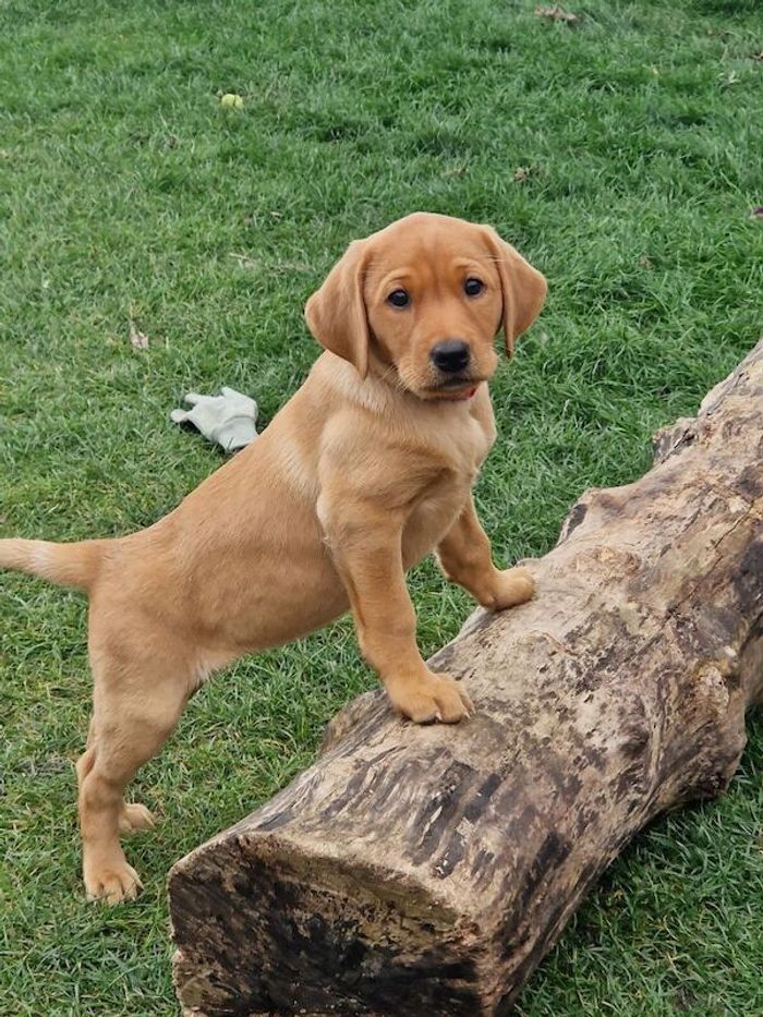 Labrador Retriever puppies for sale in Halifax, West Yorkshire – KC registered, 8 weeks old - Image 6 of 15