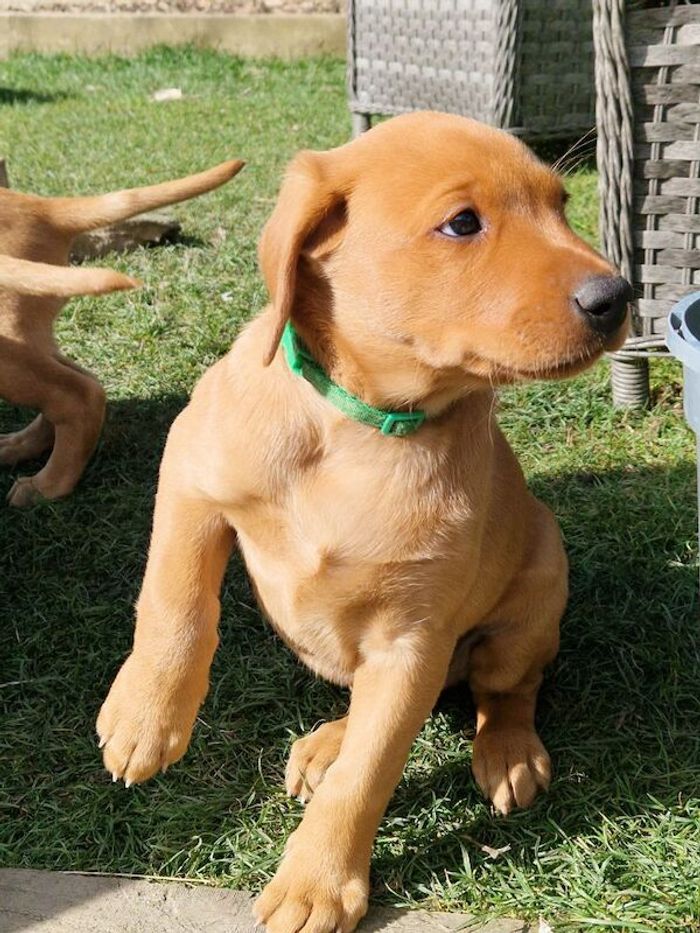 Labrador Retriever puppies for sale in Halifax, West Yorkshire – KC registered, 8 weeks old - Image 7 of 15