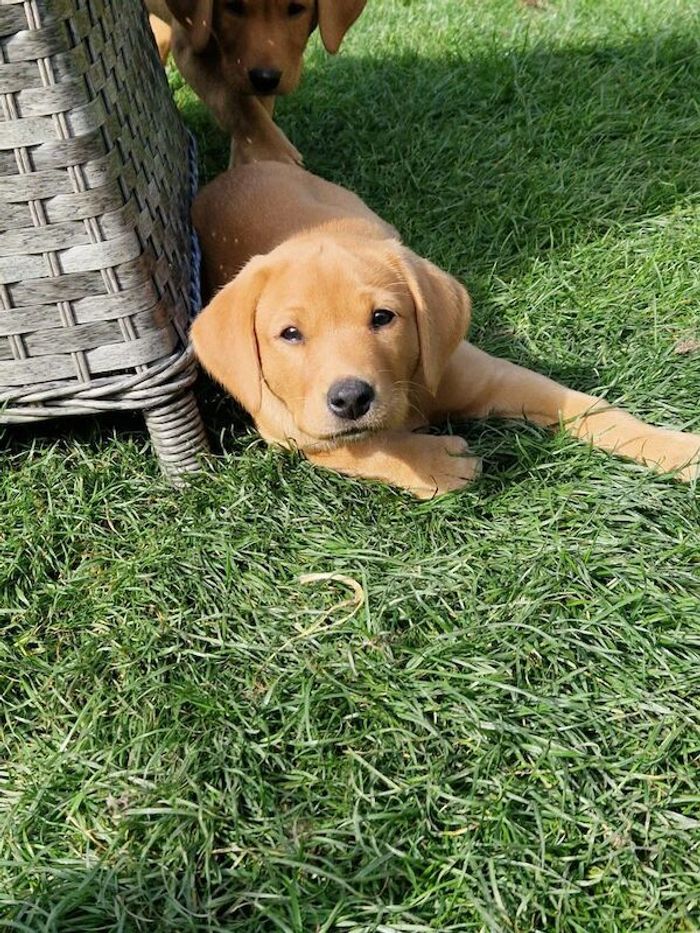 Labrador Retriever puppies for sale in Halifax, West Yorkshire – KC registered, 8 weeks old - Image 9 of 15