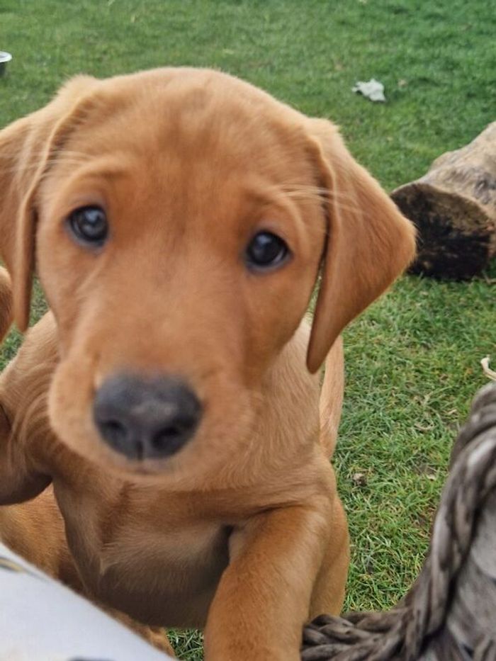 Labrador Retriever puppies for sale in Halifax, West Yorkshire – KC registered, 8 weeks old - Image 11 of 15