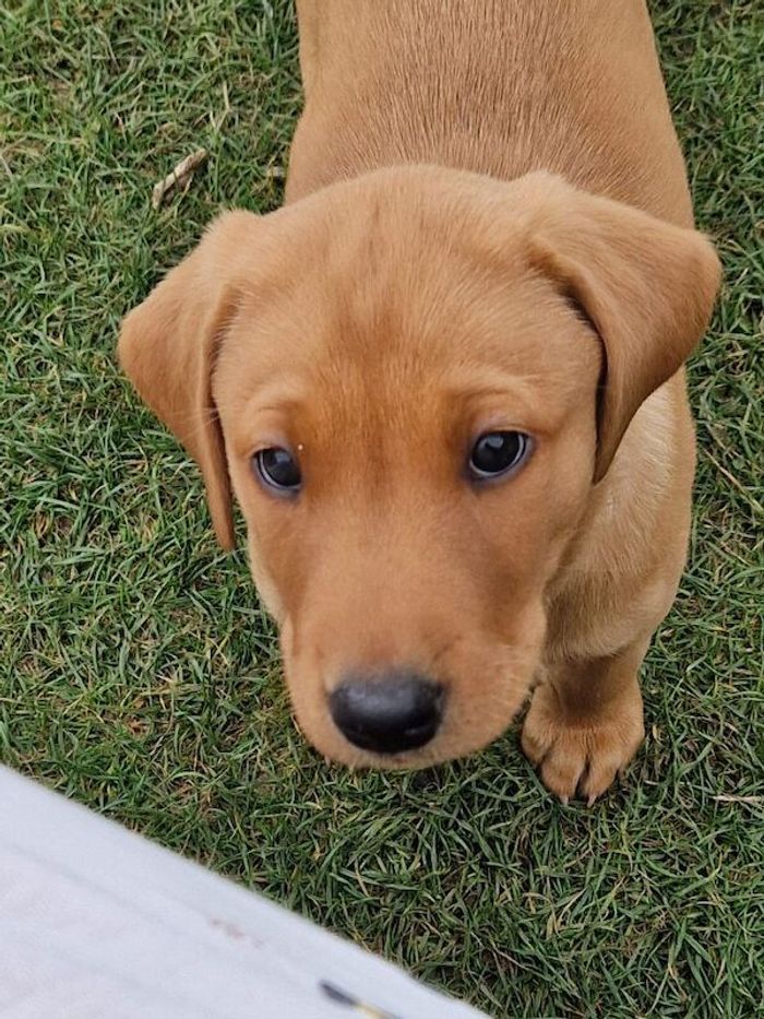 Labrador Retriever puppies for sale in Halifax, West Yorkshire – KC registered, 8 weeks old - Image 12 of 15