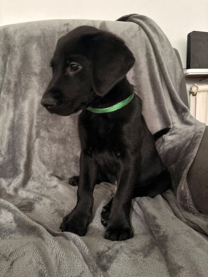 Labrador Retriever puppies for sale in Staines-upon-Thames, Surrey – KC registered, 8 weeks old